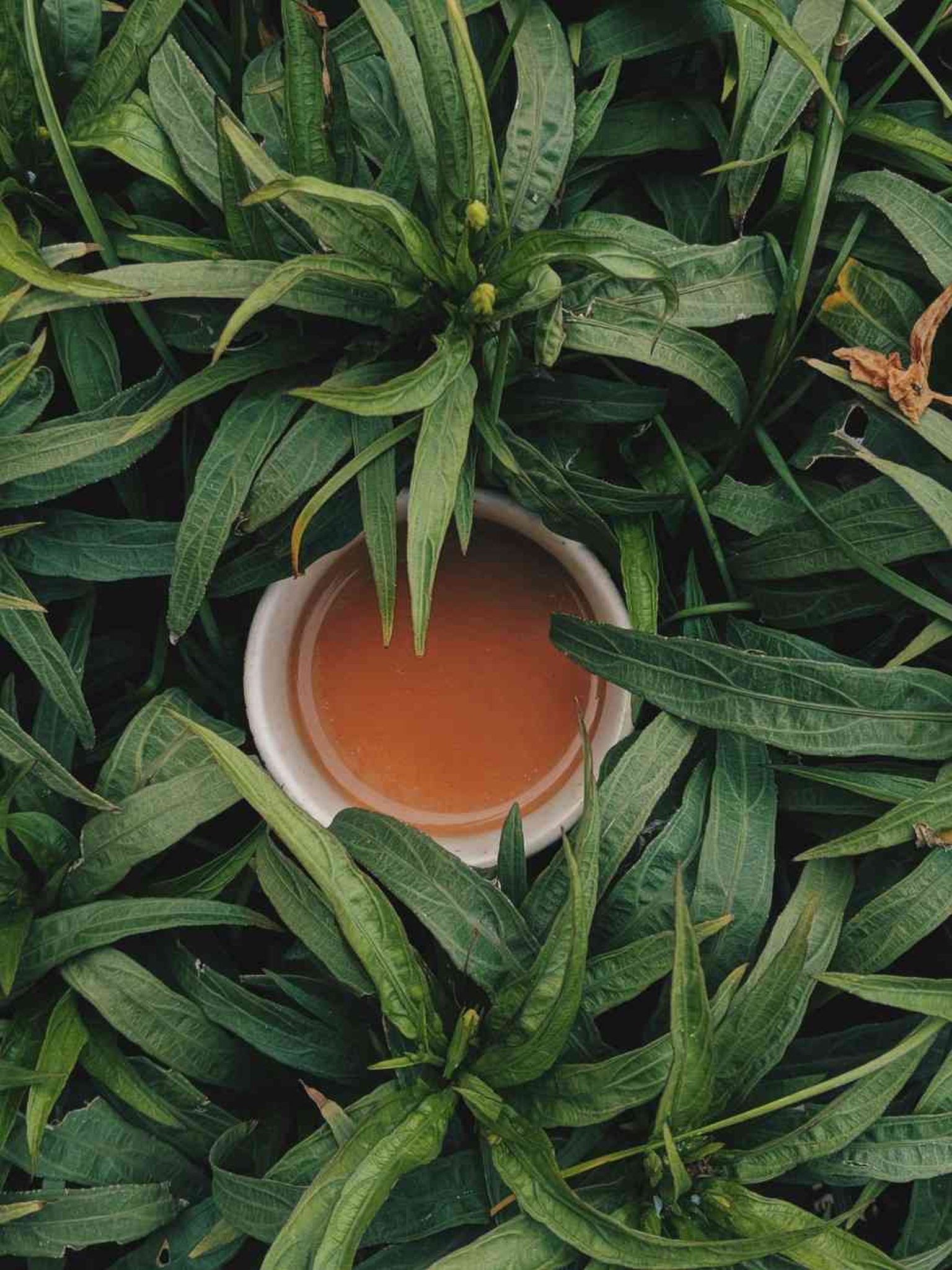 tea cup within a tea plant