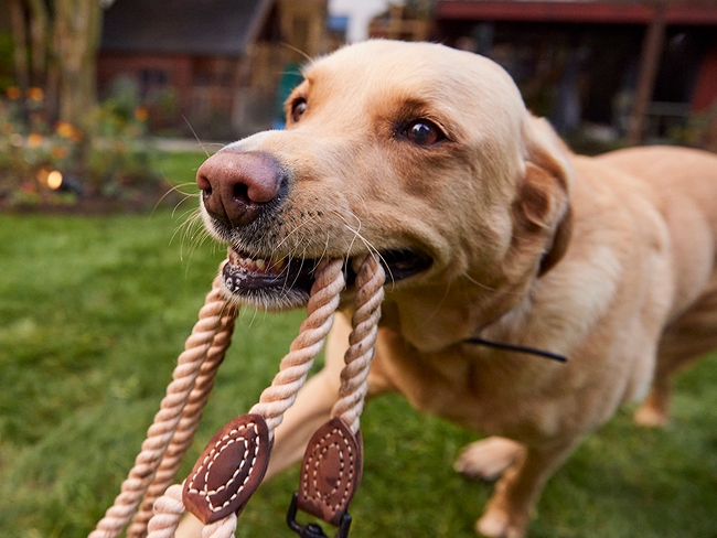 A Labrador retriever playfully biting a rope toy in a grassy garden with a house in the background.