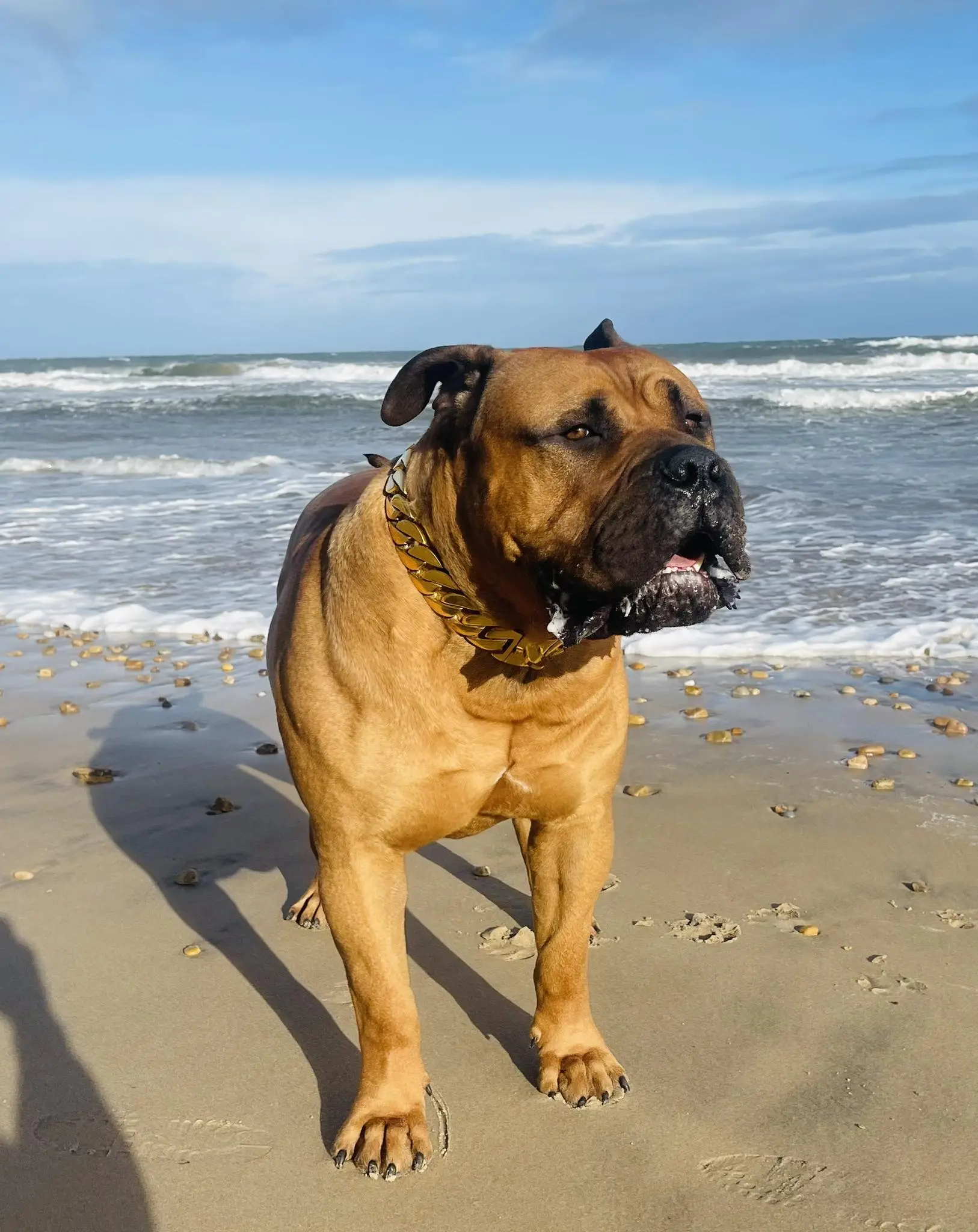 k9 mob luxury dog accessories