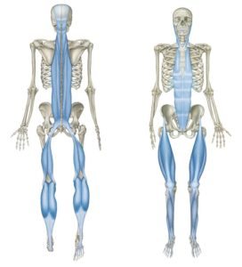 Anatomisk illustration af bindevævsmassage