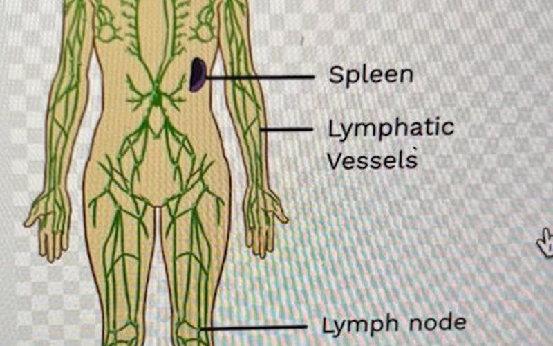 Sammenhængen mellem bindevæv og lymfesystem