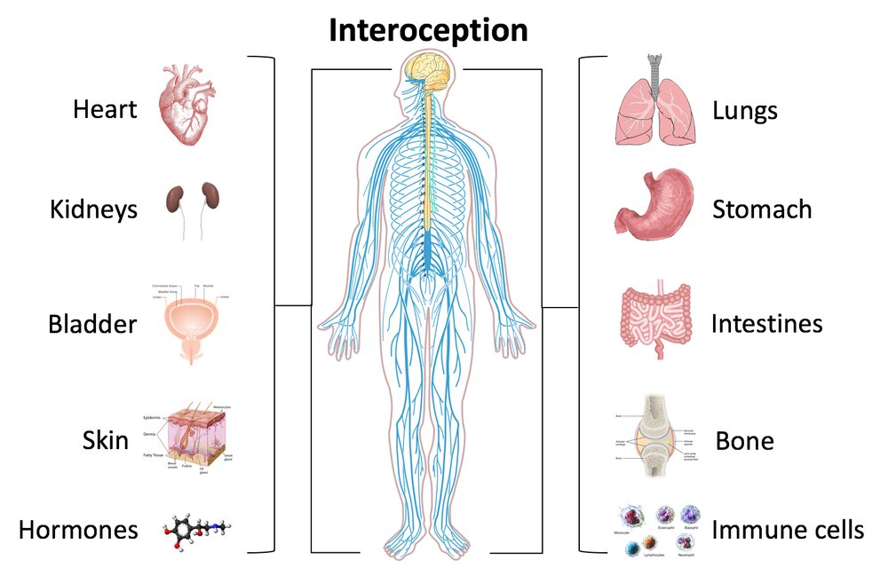 Interoception – Lyt til kroppens indre signaler