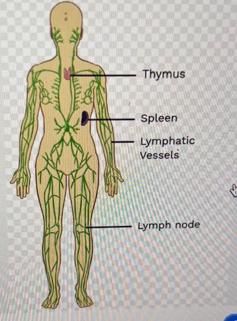 Sammenhængen mellem bindevævet og lymfesystemet