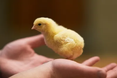 Young Poultry People