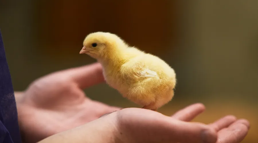 Young Poultry People