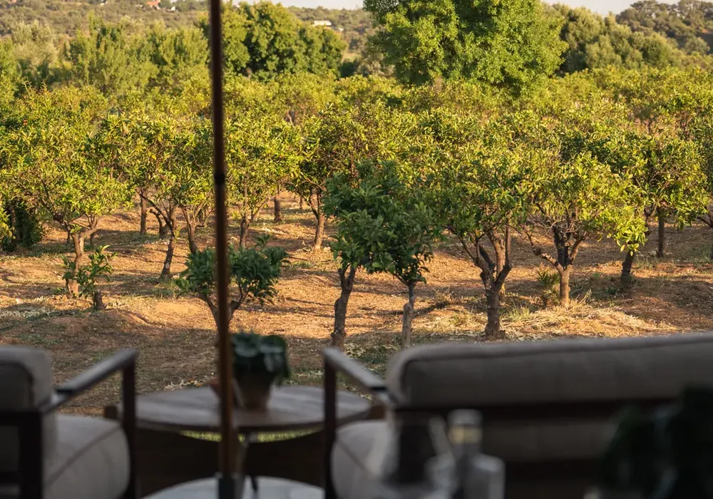 Rooted in the Algarve