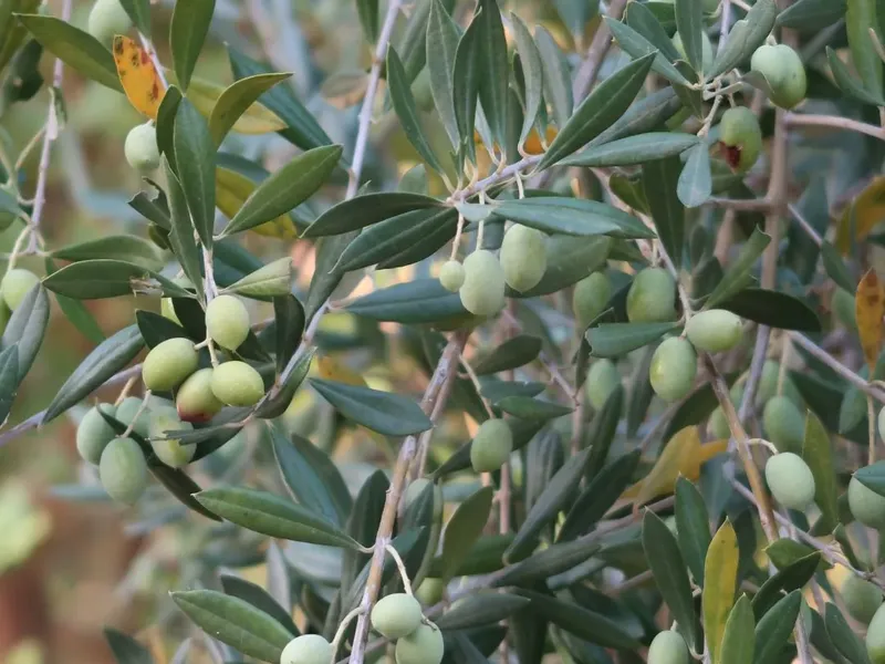 Close-up of an olive tree branch with clusters of unripe green olives and dark green leaves in a natural setting.