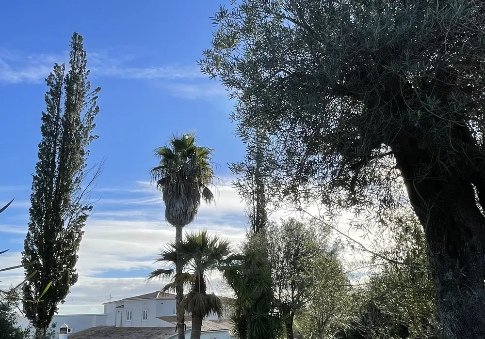 A sunny landscape featuring tall trees and lush vegetation, with a white house in the background under a clear blue sky.