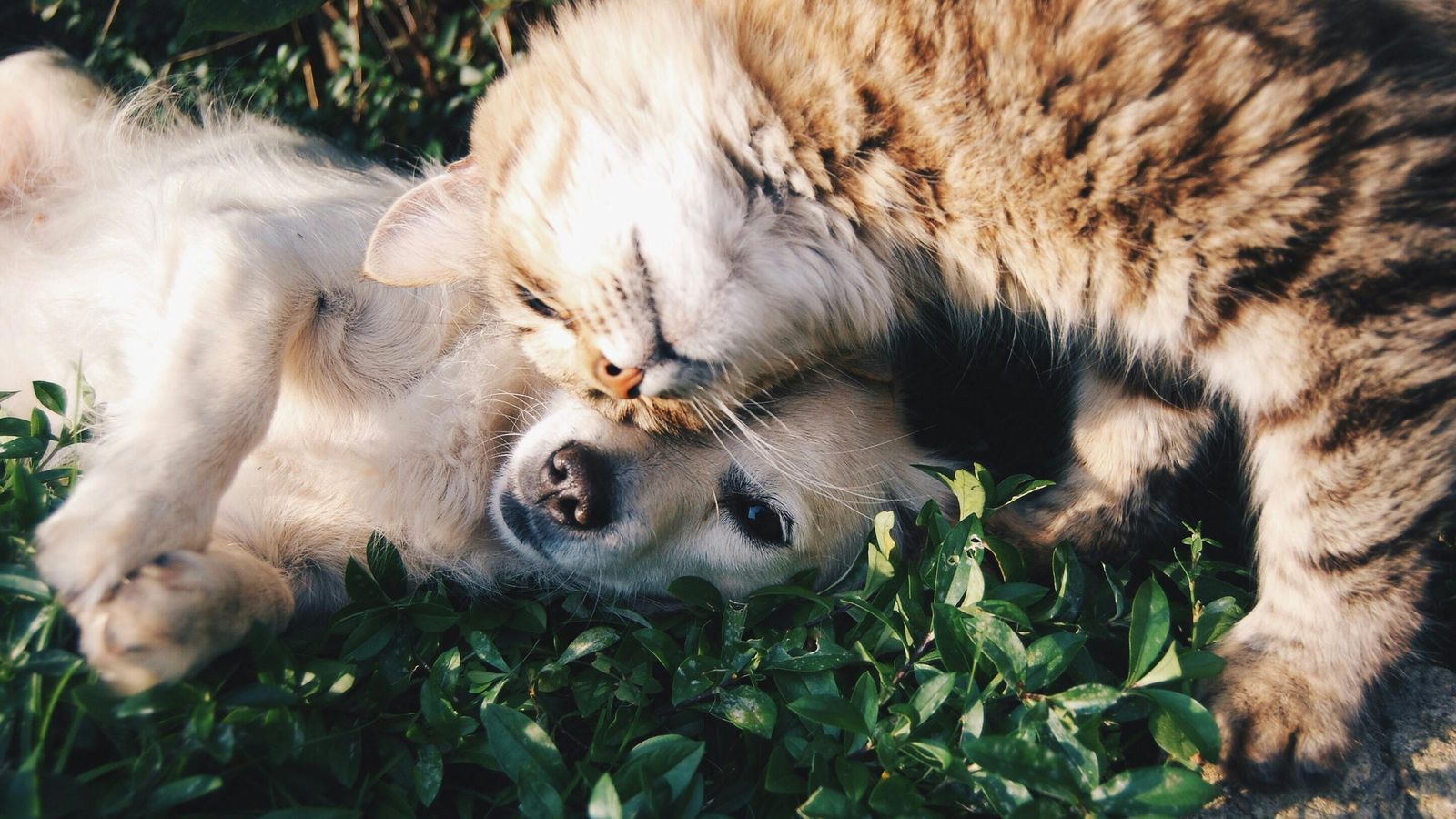 Futtermenge-Rechner (Hund & Katze) + Erklärung: So fütterst du richtig