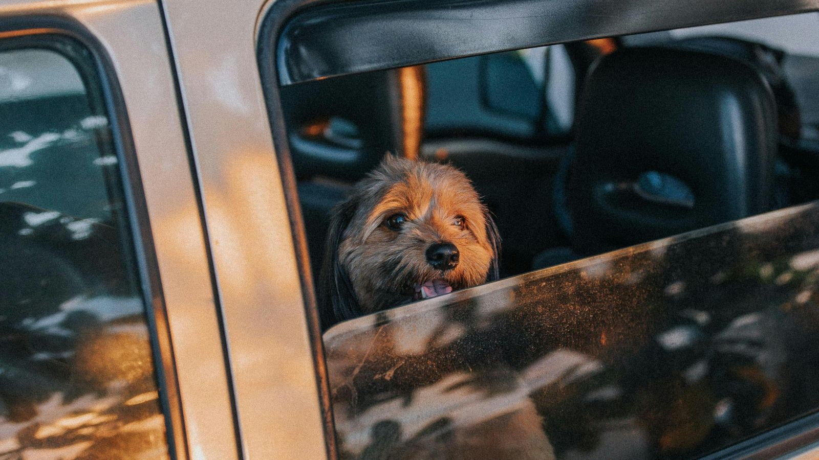 Sommer, Sonne und die unterschätzte Gefahr für den Hund im Auto