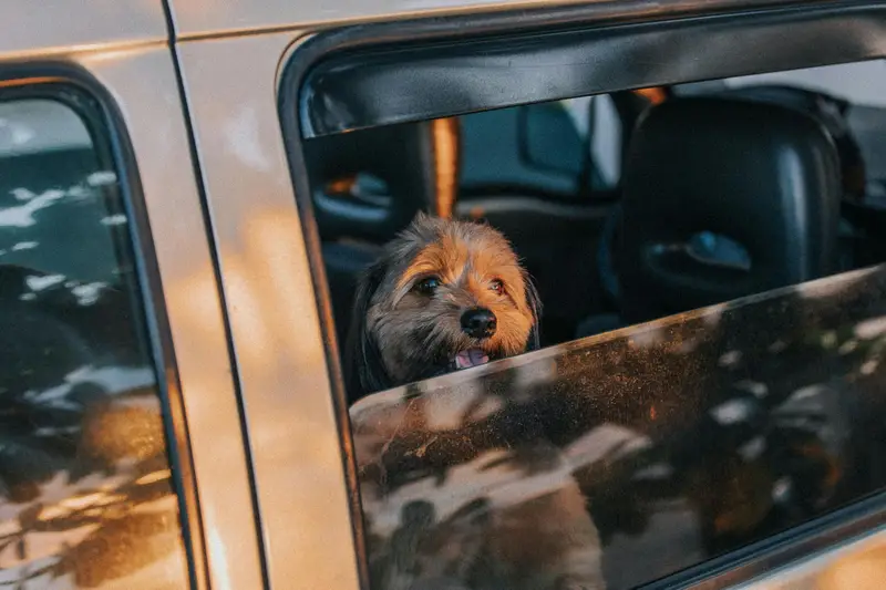 Sommer, Sonne und die unterschätzte Gefahr für den Hund im Auto