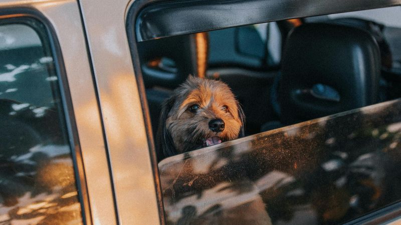 Sommer, Sonne und die unterschätzte Gefahr für den Hund im Auto
