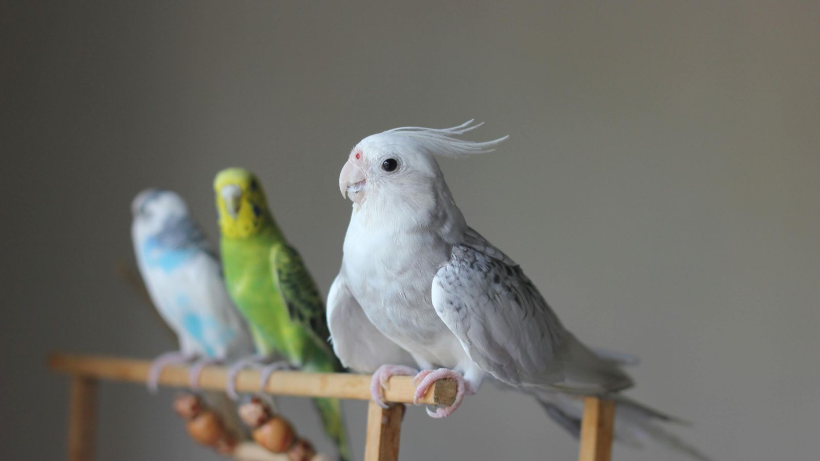 Vogel als Haustier – welche Arten eignen sich