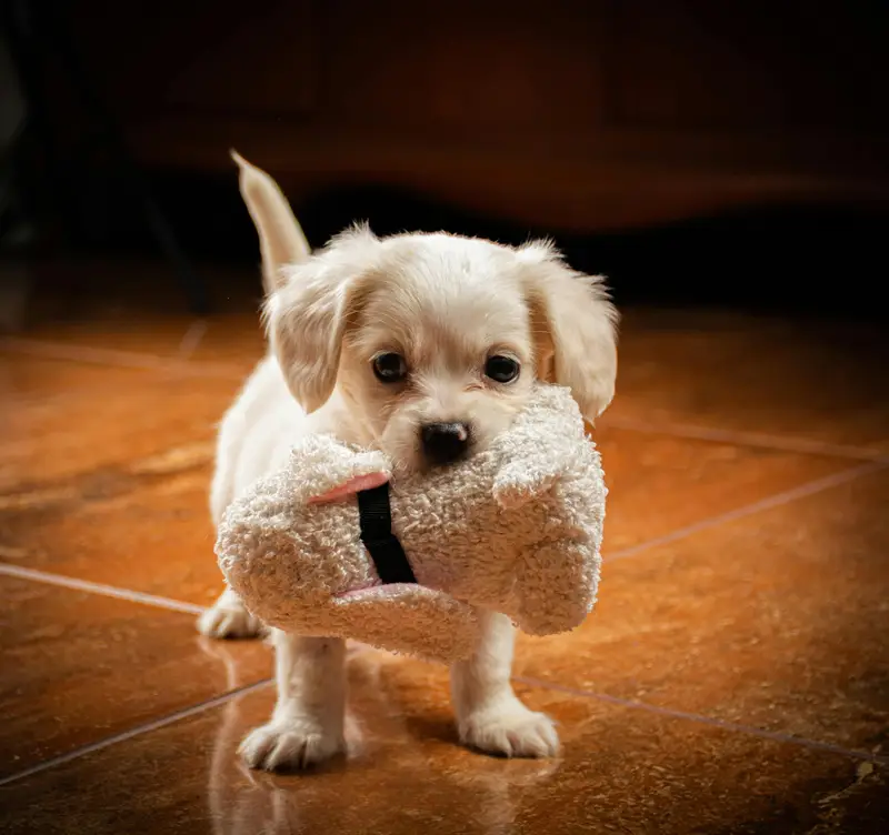 Die besten Hundegadgets von Amazon 2026 (wirklich sinnvoll)