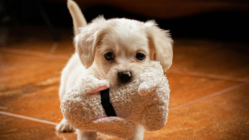 Die besten Hundegadgets von Amazon 2026 (wirklich sinnvoll)