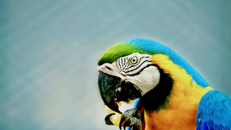 Vom Schreihals zum Gesprächspartner: Deinen Papagei besser verstehen