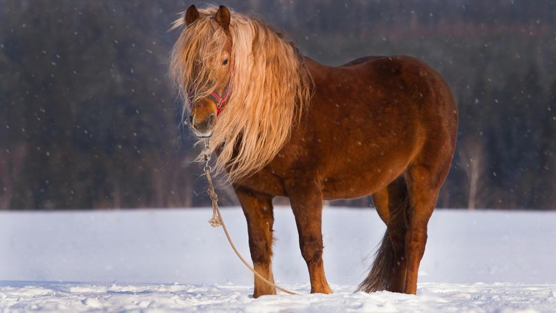 Pferd im Winter fit halten