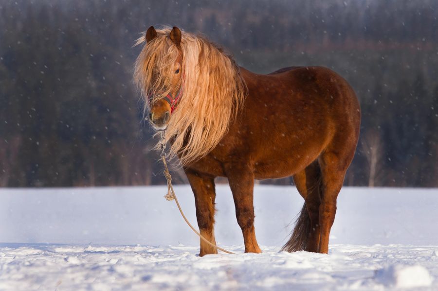 Pferd im Winter fit halten