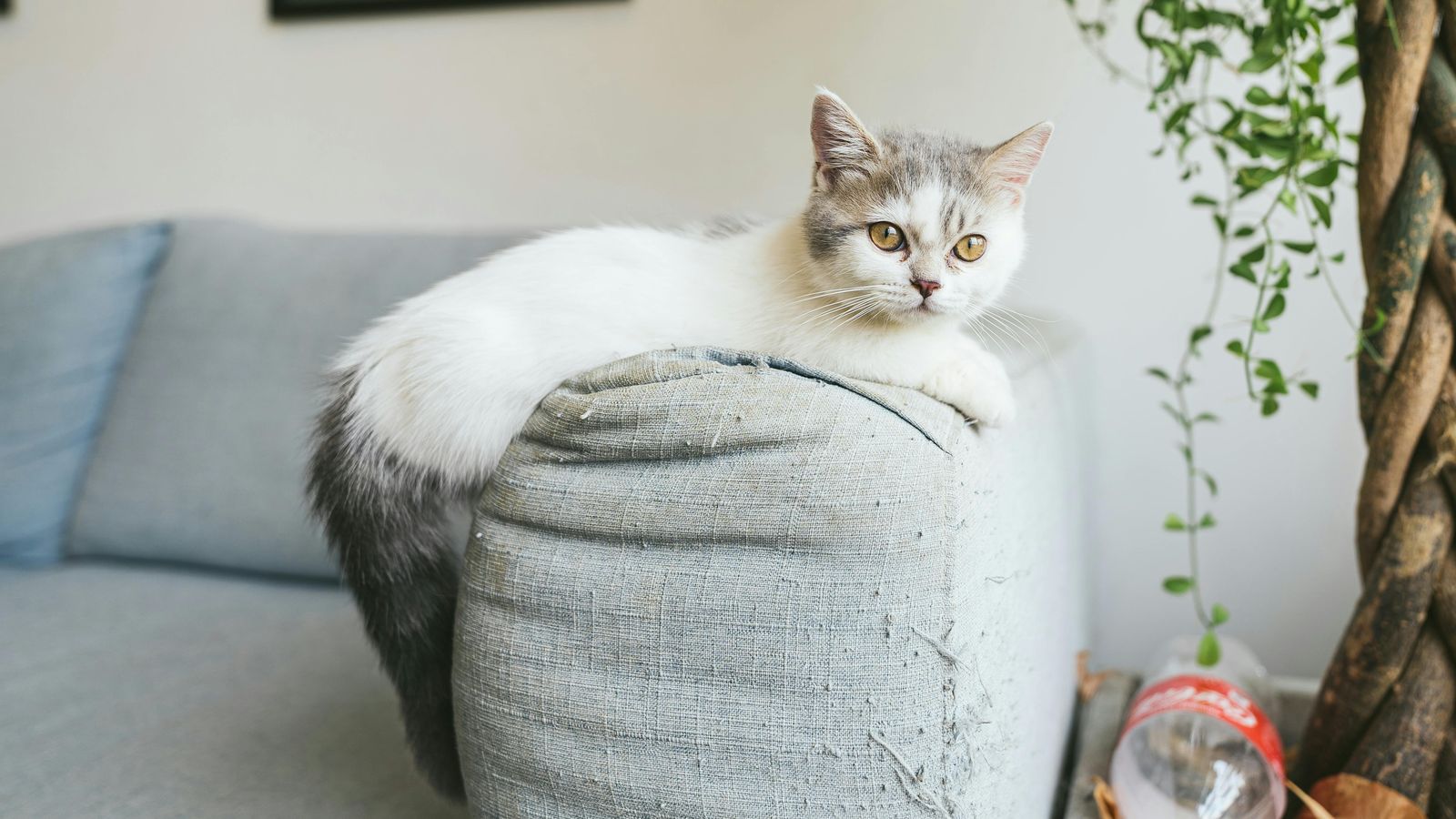 Katze kratzt am Sofa: Kratzbaum richtig wählen + umtrainieren