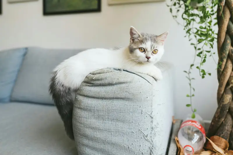 Katze kratzt am Sofa: Kratzbaum richtig wählen + umtrainieren