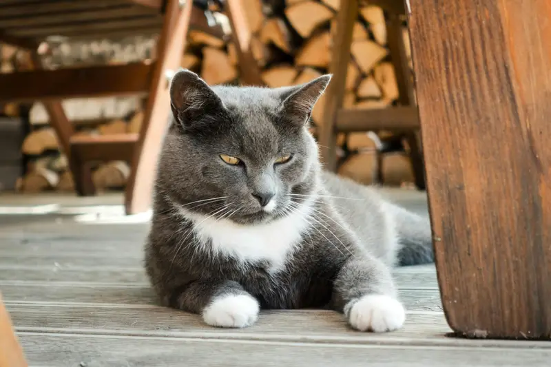 Katze frisst nicht: typische Gründe + Checkliste