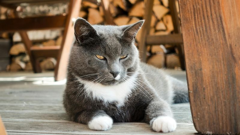 Katze frisst nicht: typische Gründe + Checkliste