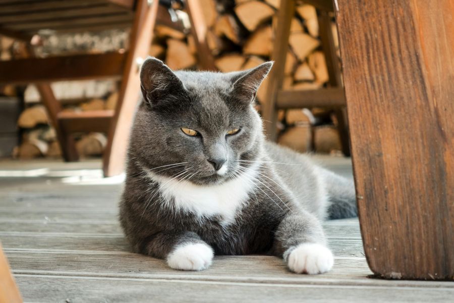 Katze frisst nicht: typische Gründe + Checkliste