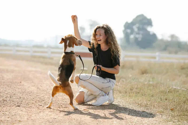 Online Hundeschule: DOGS (Conny Sporrer) – lohnt sich das Abo?