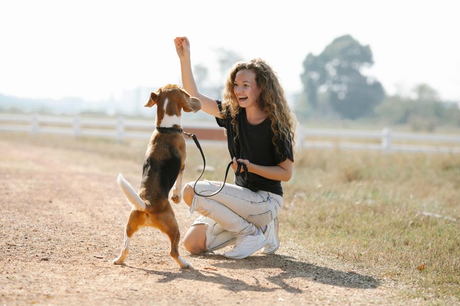 Online Hundeschule: DOGS (Conny Sporrer) – lohnt sich das Abo?
