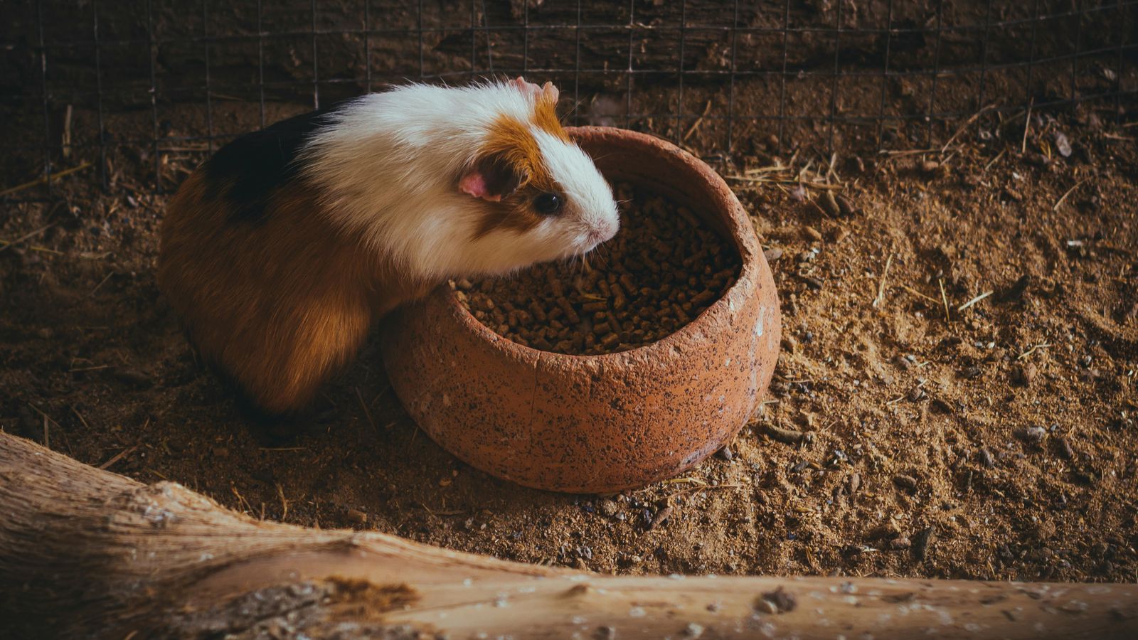 Meerschweinchen-Gehege einrichten: Mindestmaß + Beschäftigung (mit konkreten Tipps)