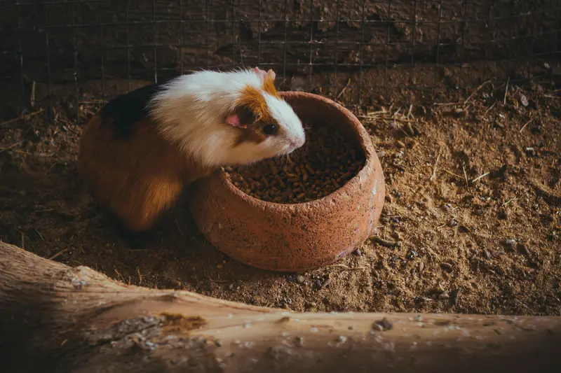 Meerschweinchen-Gehege einrichten: Mindestmaß + Beschäftigung (mit konkreten Tipps)