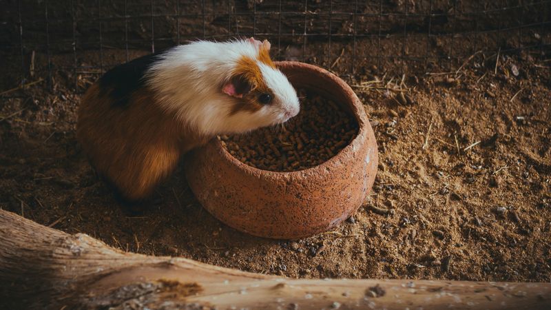 Meerschweinchen-Gehege einrichten: Mindestmaß + Beschäftigung (mit konkreten Tipps)