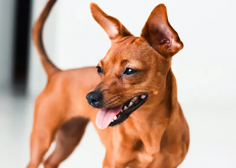 Ohrenreinigung beim Hund: wann, wie, womit (Produkte + Risiken)