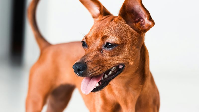 Ohrenreinigung beim Hund: wann, wie, womit (Produkte + Risiken)