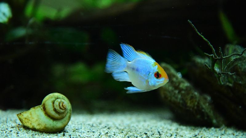 Aquarium einrichten: Worauf achten, damit sich Fische wohlfühlen?