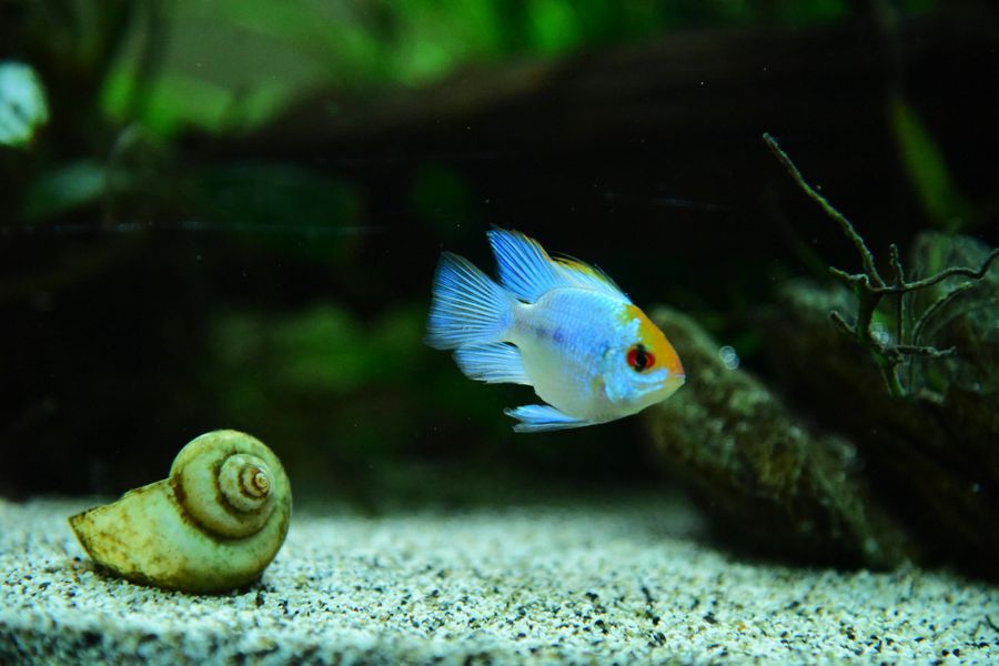 Aquarium einrichten: Worauf achten, damit sich Fische wohlfühlen?