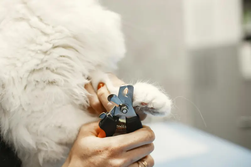 Krallenschleifer vs. Krallenschere: Was ist besser für Hund & Katze?
