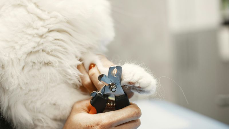 Krallenschleifer vs. Krallenschere: Was ist besser für Hund & Katze?