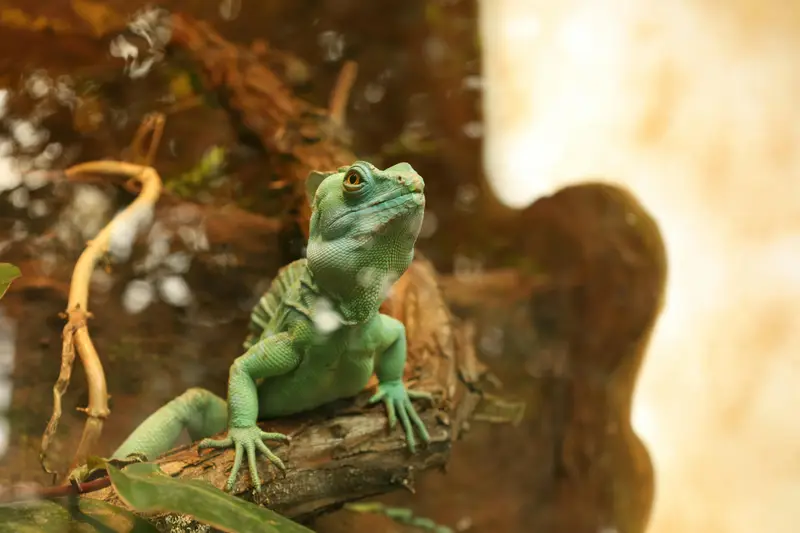 Die 10 beliebtesten exotischen Haustiere: Welches passt zu dir?