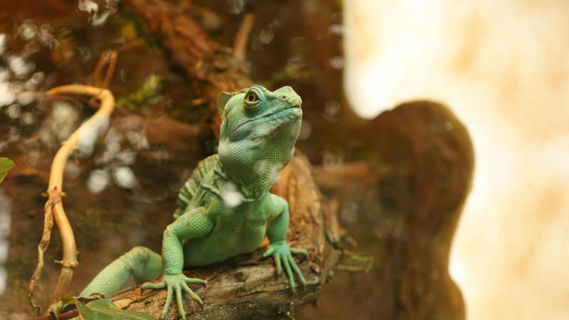 Die 10 beliebtesten exotischen Haustiere: Welches passt zu dir?