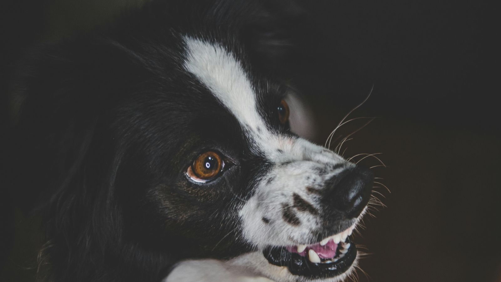 Lösungen für häufige Hundeverhaltensprobleme (Leitfaden)