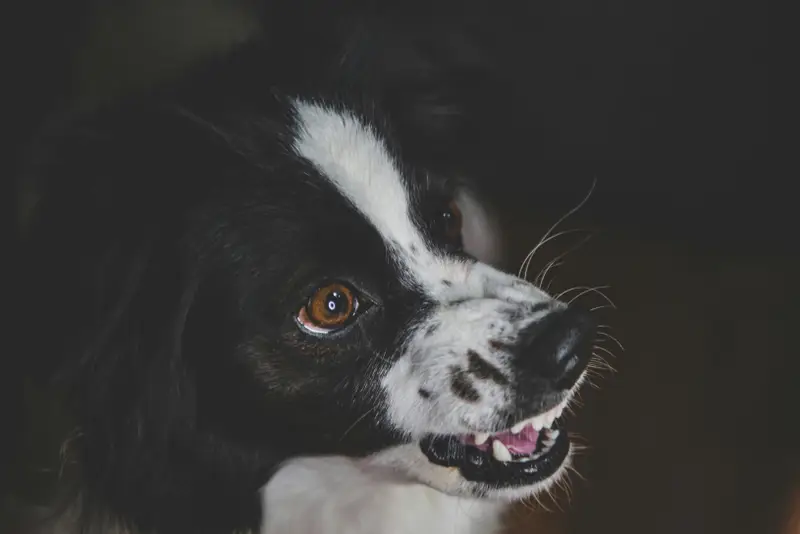 Lösungen für häufige Hundeverhaltensprobleme (Leitfaden)