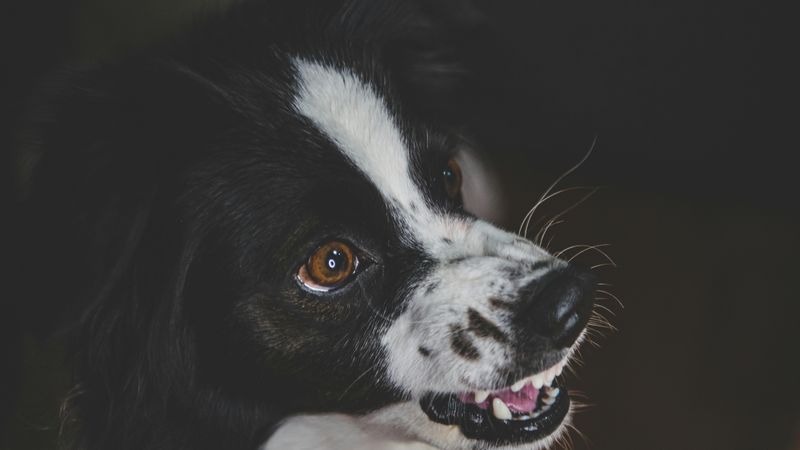 Lösungen für häufige Hundeverhaltensprobleme (Leitfaden)
