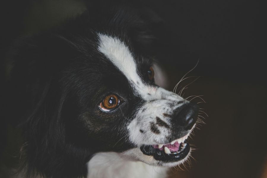 Lösungen für häufige Hundeverhaltensprobleme (Leitfaden)