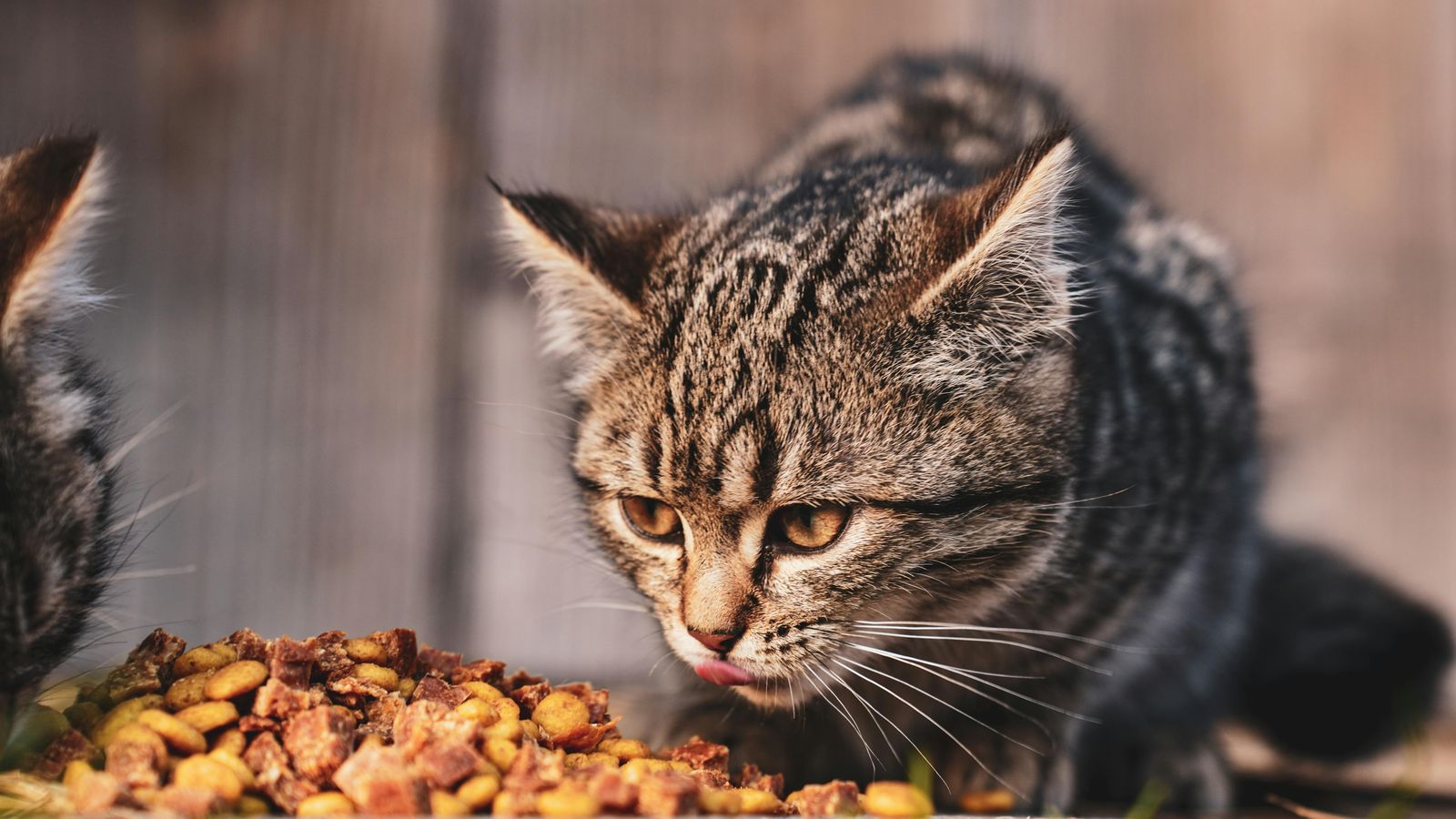 Katzenfutter selber machen: Rezept-Ideen (gesund & lecker)