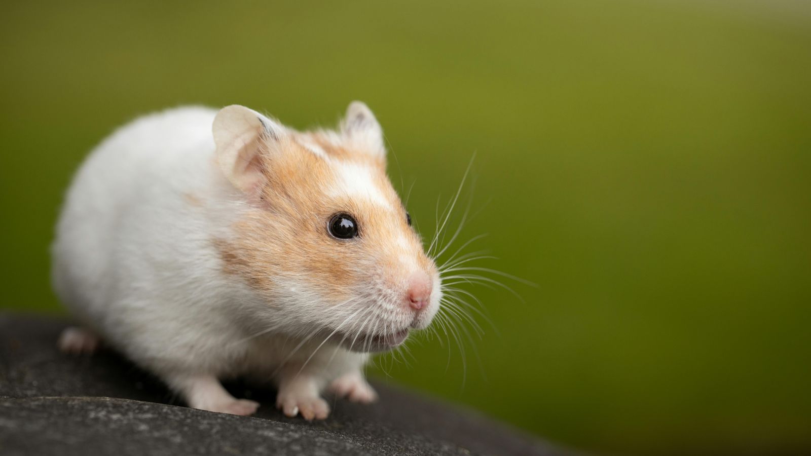 Hamsterlaufrad: richtige Größe (Rücken schonen)