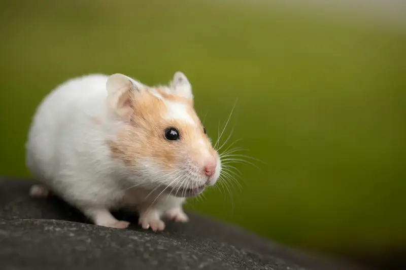 Hamsterlaufrad: richtige Größe (Rücken schonen)