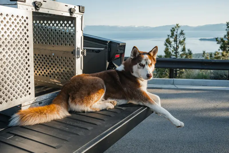 Transportbox & Autosicherung für Hunde: rechtssicher und wirklich sicher (Vergleich)