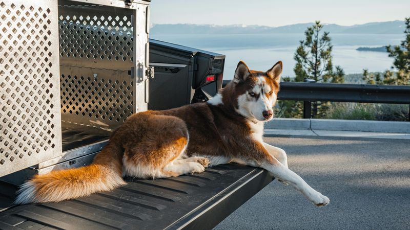 Transportbox & Autosicherung für Hunde: rechtssicher und wirklich sicher (Vergleich)