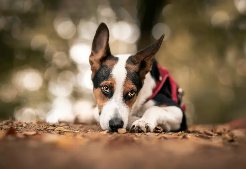 Hunde lesen lernen: Das Buch, das Hundehalter wirklich weiterbringt